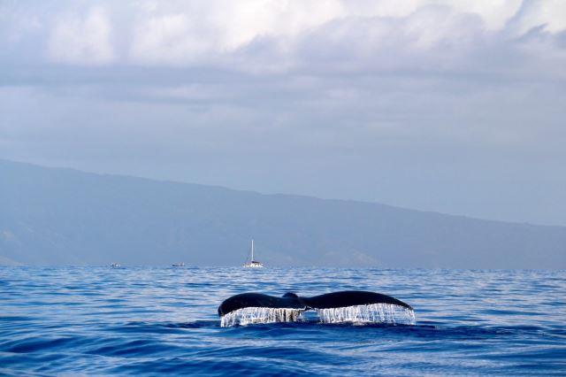 Lahaina, Maui